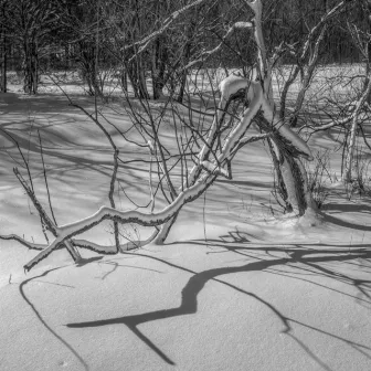 The Shadows of Winter by Bill Davis