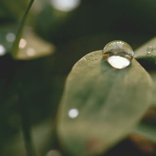 Lonely Plant