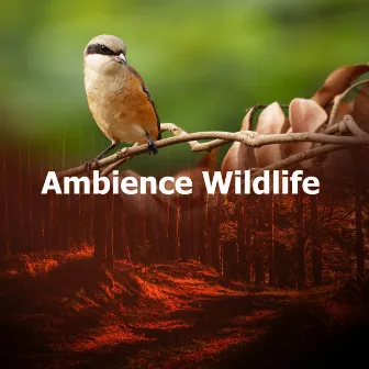 Ambience Wildlife by Wildlife Recordings