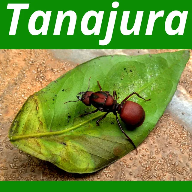 Tanajura