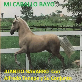 Mi Caballo Bayo by Juanito Navarro