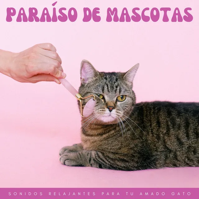 Paraíso De Mascotas: Sonidos Relajantes Para Tu Amado Gato