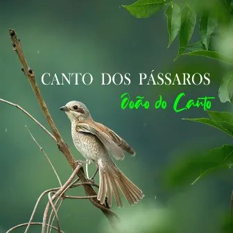 Meditando com o Canto dos Pássaros by Sonidos De Pajaros