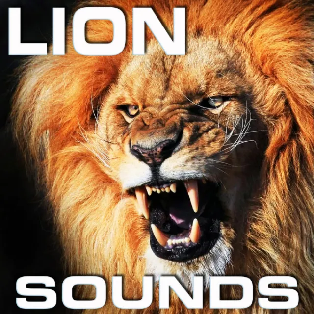 Lion Sounds