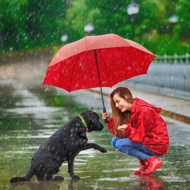 Nature Harmony's Best Friend: Ambient Delight for Rain-Loving Dogs