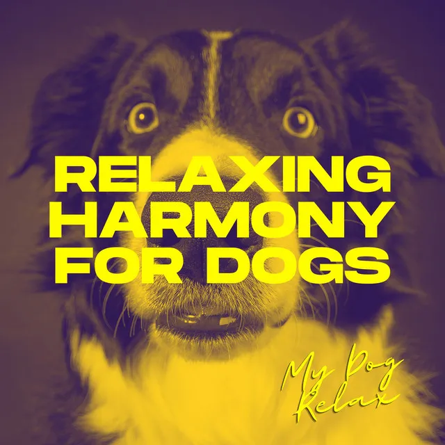 Relaxing Harmony for Dogs: Tranquil Music for Pups and Adult Dogs