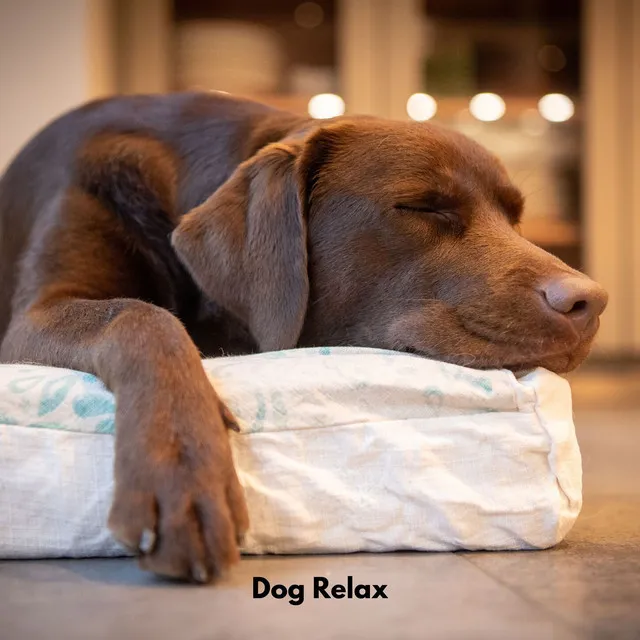 Dog Relax