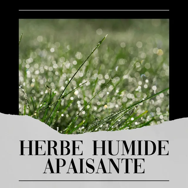 Herbe Humide Apaisante