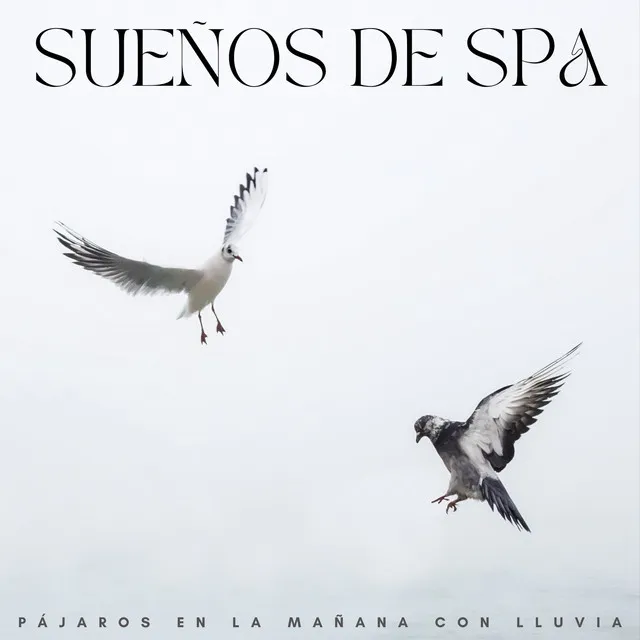 Sueños De Spa: Pájaros En La Mañana Con Lluvia