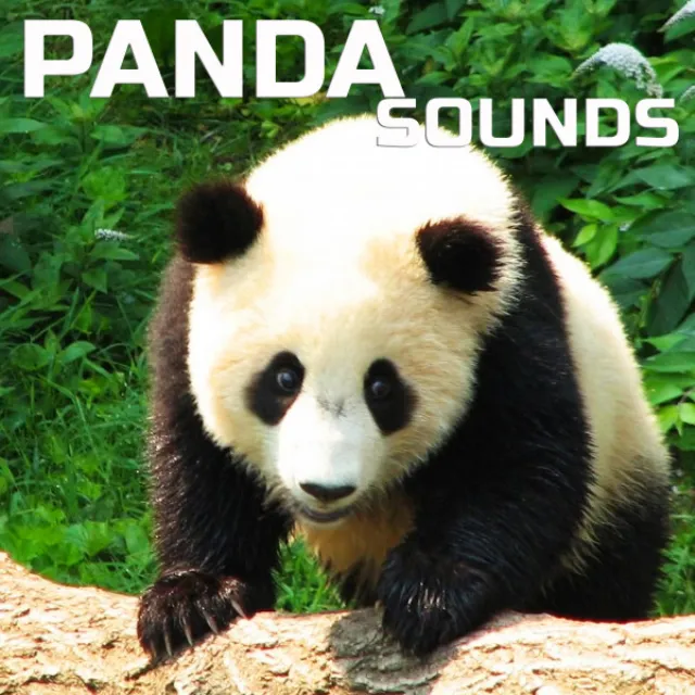 Panda Sounds