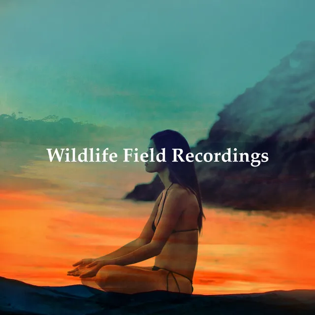 Wildlife Field Recordings