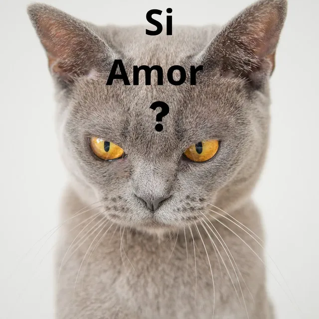 Si Amor ?