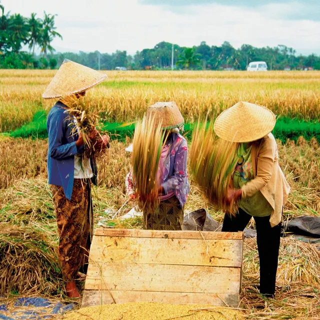 Binaural Rainfall Productivity: Workday Serenity Melodies