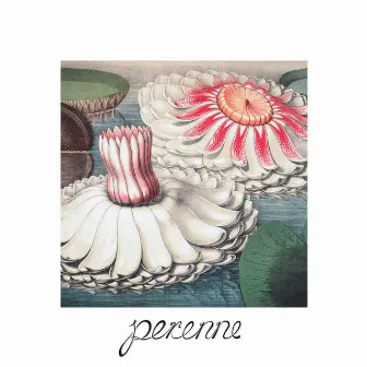 Perenne by Lizi Lay