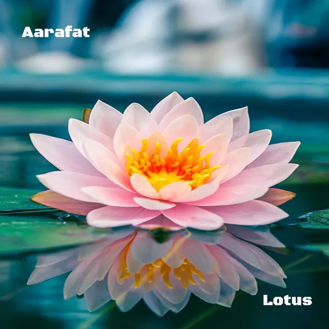 Lotus