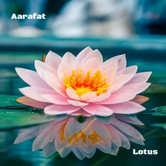 Lotus by Aarafat