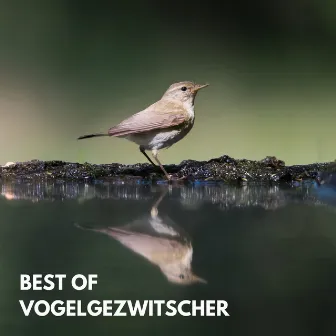 Best Of Vogelgezwitscher by Naturgeräusche zur Entspannung