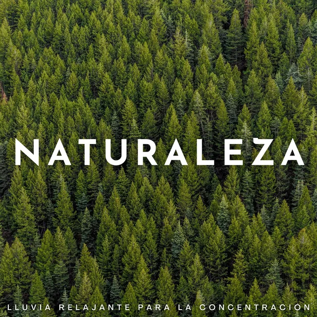 Naturaleza: Lluvia Relajante Para La Concentración