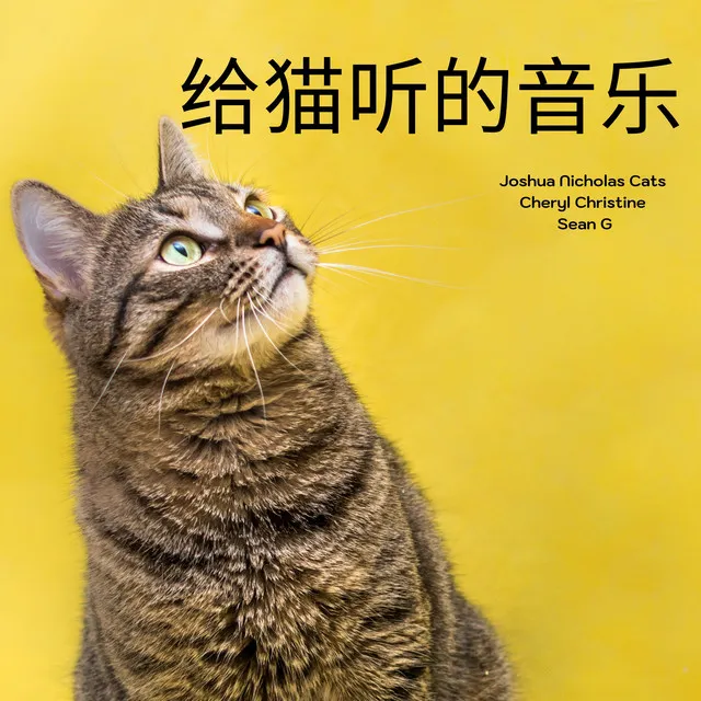 给猫听的音乐