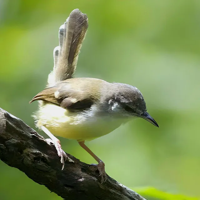 Burung Ciblek