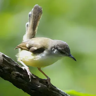 Burung Ciblek by Ry2k Shanum