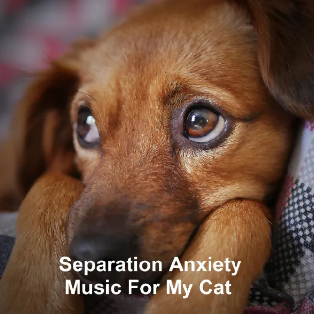 Music For Dogs Scared Of Thunder