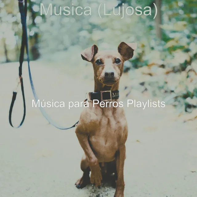 Musica (Lujosa)