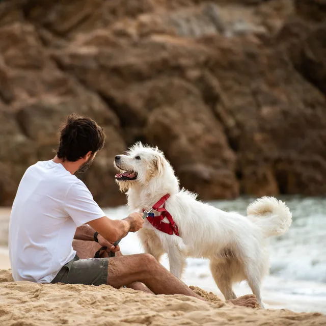 Paws and Nature Waves: Relaxing Sounds for Stress-Free Pet Time