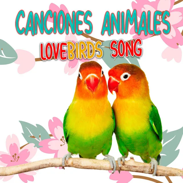 Lovebirds Song