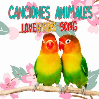 Lovebirds Song by Canciones Animales