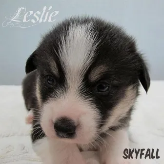 Skyfall by Leslie