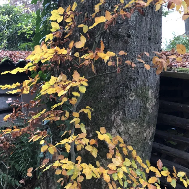 Yellow Leaves