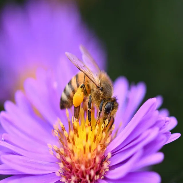 Kissing Flower