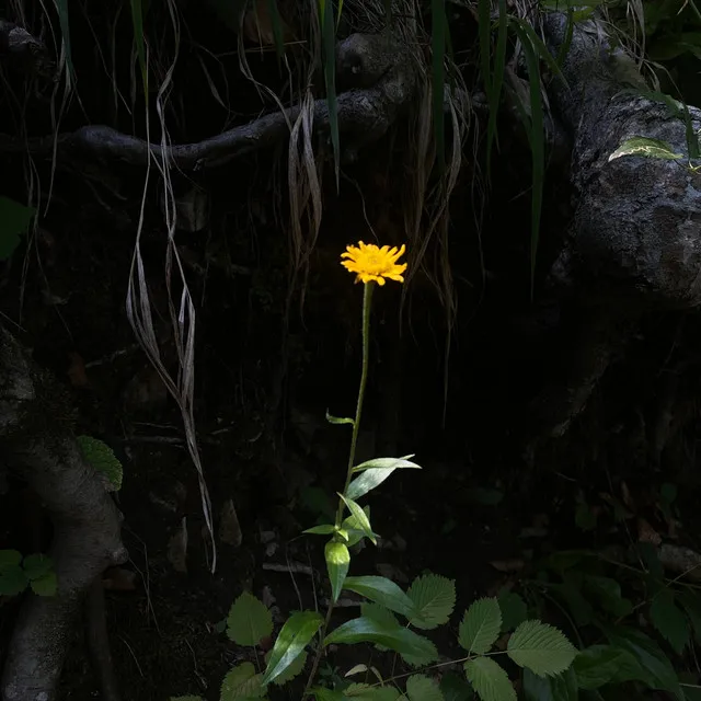 baby girasoles