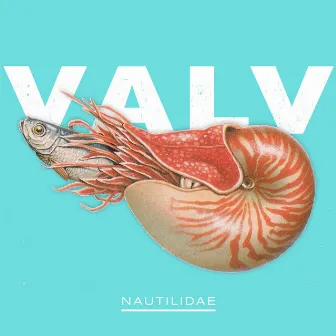 Nautilidae by Valv