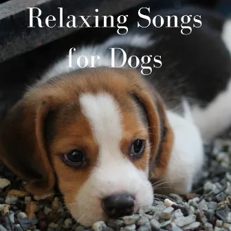 Relaxing Songs for Dogs by Dog Songs