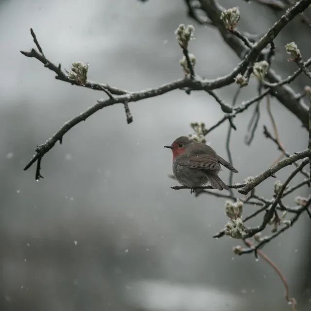 Rain with soothing bird noises part two (loopable)