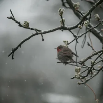 Rain with bird noises by Rain Balance