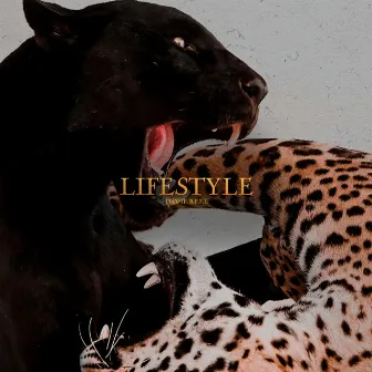 Lifestyle by Davie Reel