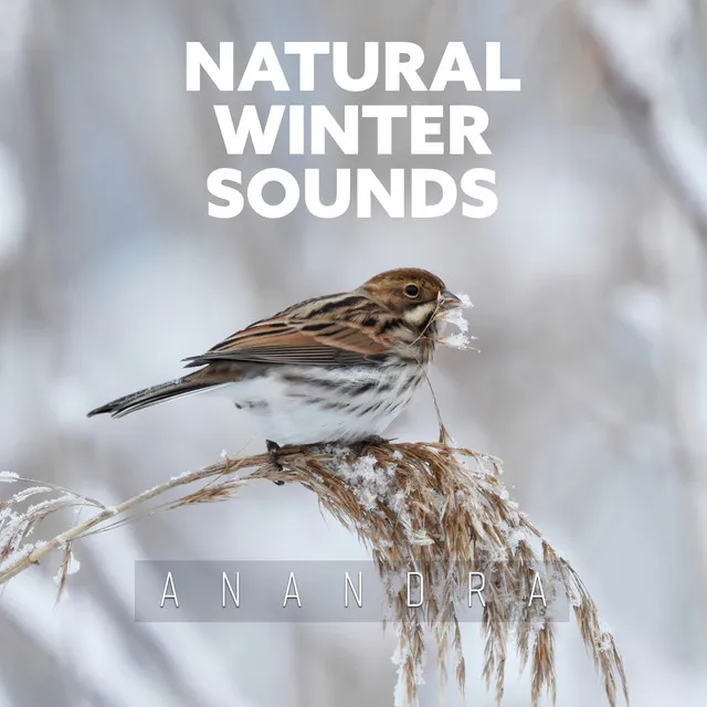 Natural Winter Sounds