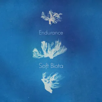 Soft Biota by Endurance