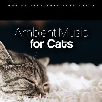 Ambient Music for Cats by Música Relajante para Gatos