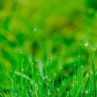 Dewdrop Dreams: Tranquil Rainfall Reflections by Olivia Rain