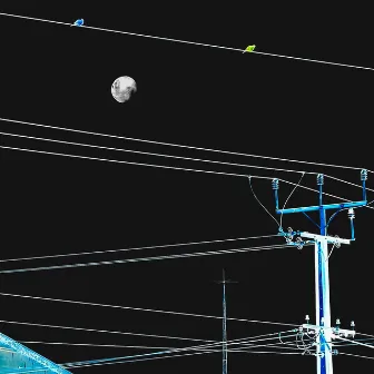 Passerine Powerlines by demo sphere