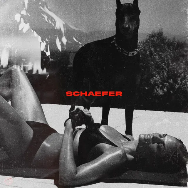 SCHÆFER