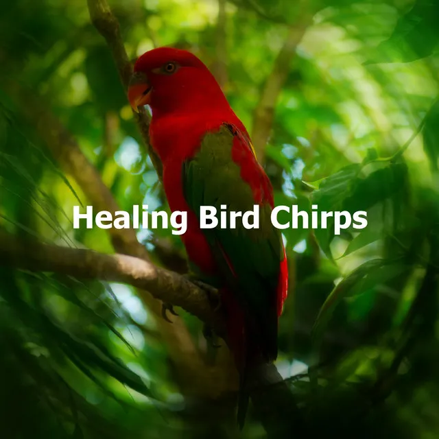 Healing Bird Chirps