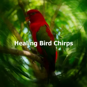 Healing Bird Chirps by Birds on Television