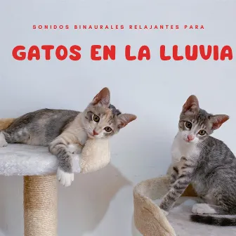 Sonidos Binaurales Relajantes Para Gatos En La Lluvia by Música para dormir Gatos