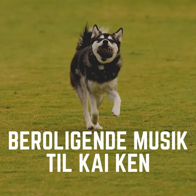 Beroligende musik til din hund, Pt. 1