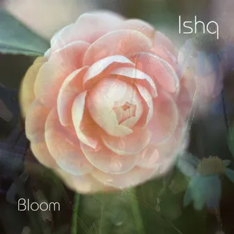 Bloom by Ishq